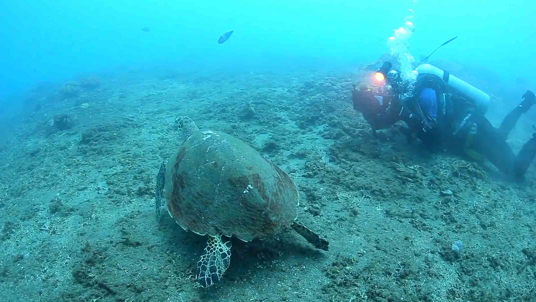 A sea turtle swimming in the ocean