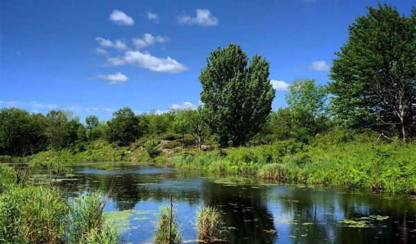 Part of the site with a pond and trees