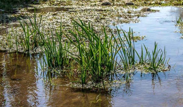 A wetland area