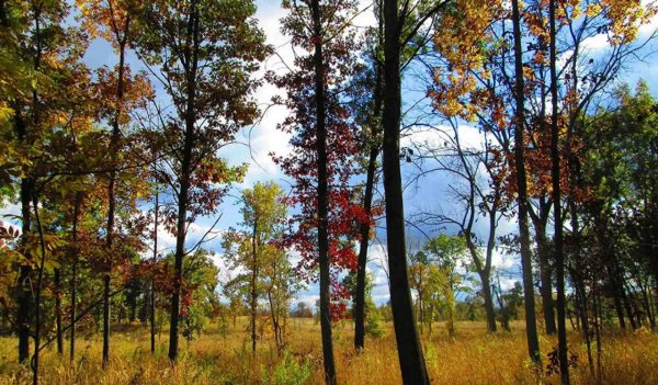 Deer Grove East Forest Preserve