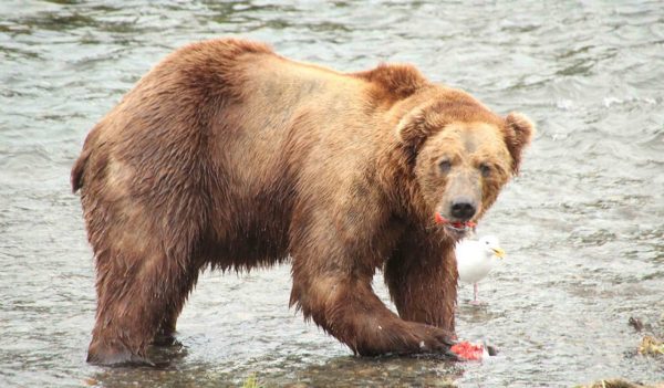 Grizzly bear catching fish in water