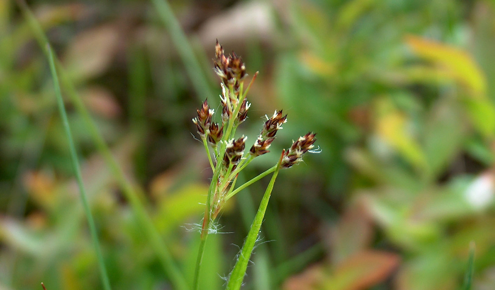 Back to our (grass)roots: New guide aims to decode grass and rush plant families