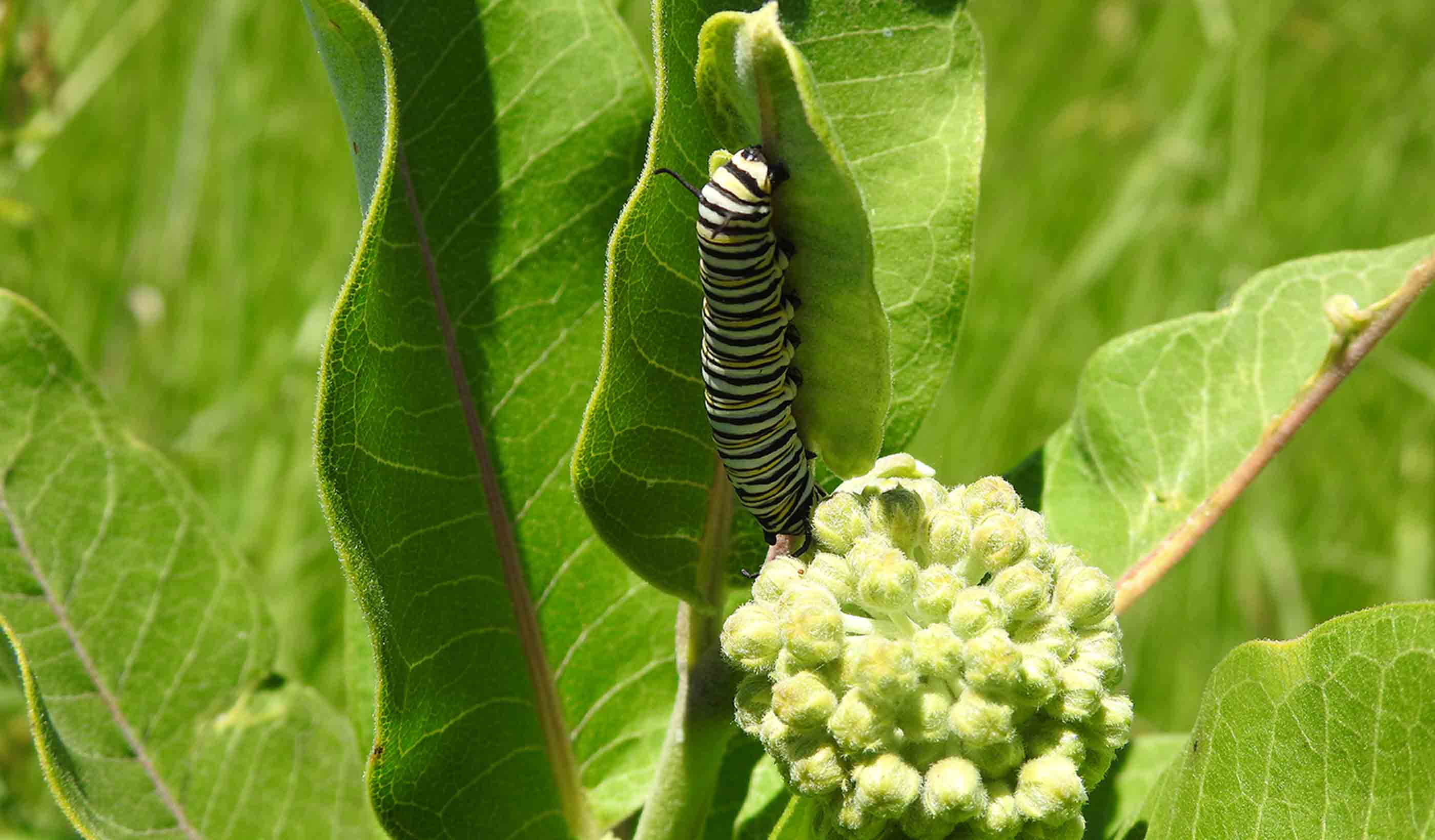 Become a conservation leader: The benefits of restoring pollinator habitat 