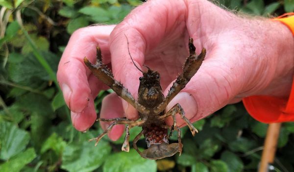 A female koura (freshwater crayfish)