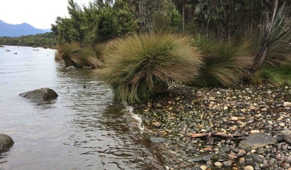 Wetland area along the shore of Lake Manapouri