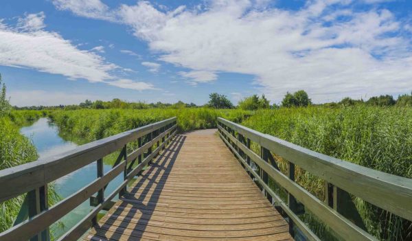 Image of wetlands project