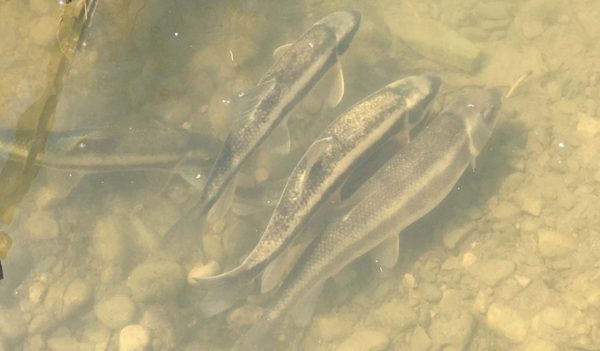 White sucker fish spawning in murky water.