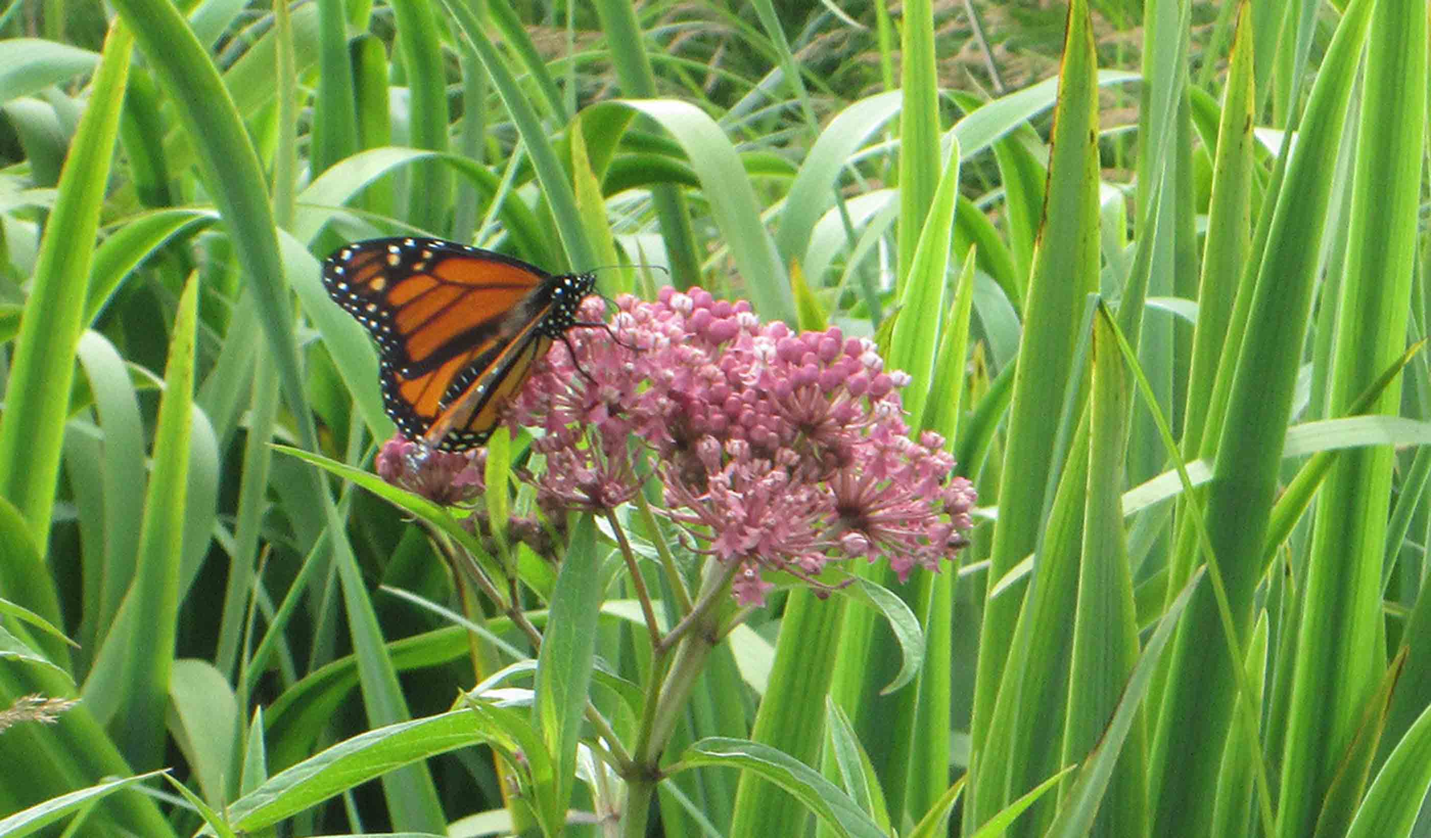 How can utilities help solve the pollinator crisis?