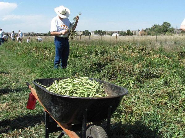 farmer, wheelbarrow with crops