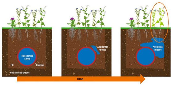 vegetation infographic