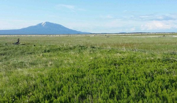 open green field, mountain in background