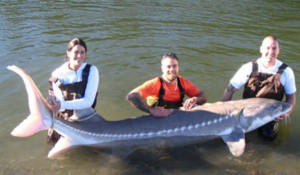 White Sturgeon