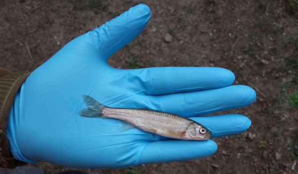 Hand holding fish