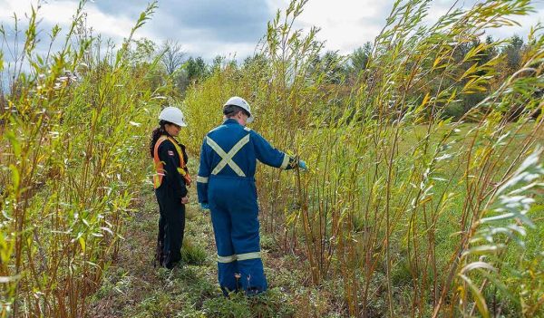 People in a field inspecting plants