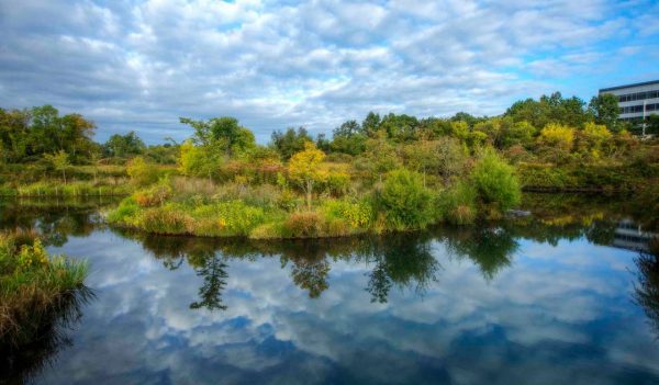 water around greenery/marsh area