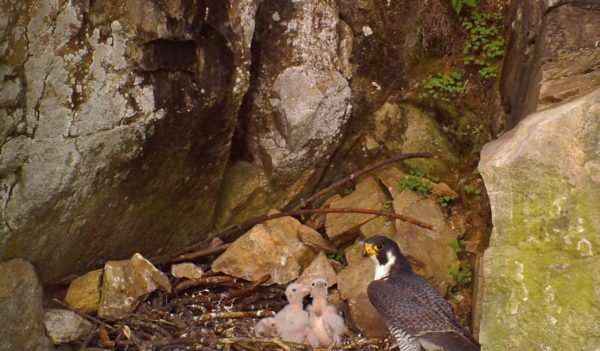 A mother falcon with her fledglings nested in a rock crevice.