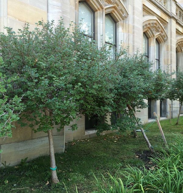 trees, landscape outside of building