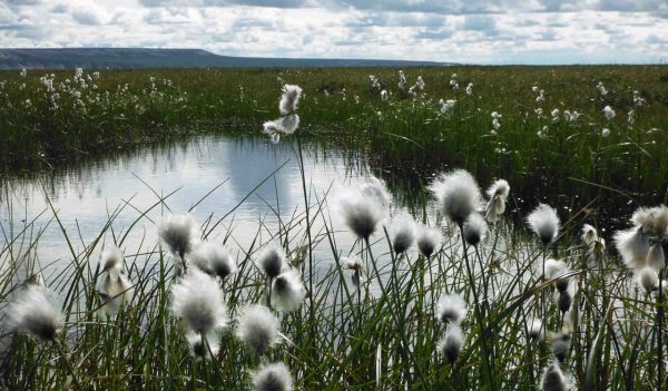 seeding cotton grasses