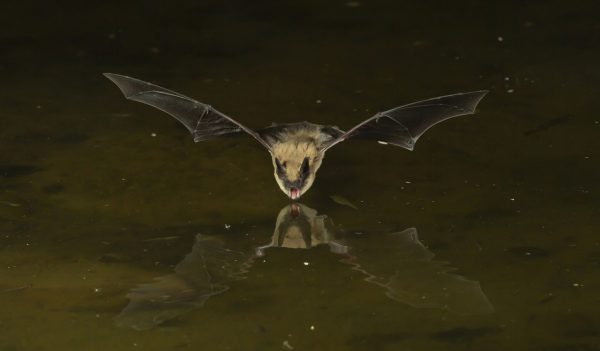 A bat