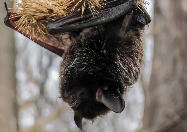 Hanging bat