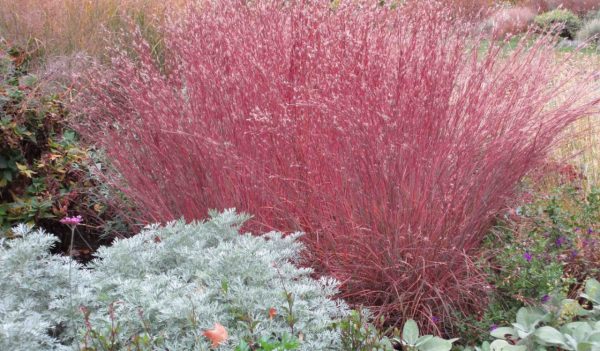 Native Grasses - Blue Heaven Fall