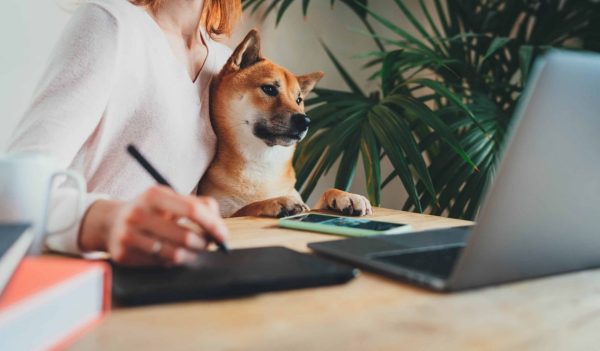 Home Office Concept, Young female freelancer working remotely from home sitting with her shiba inu dog on arms using laptop computer and stylus drawing sketches on touchpad for graphic designers