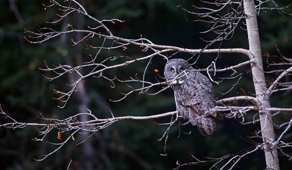 Grey Owl