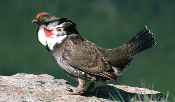 Dusky Grouse