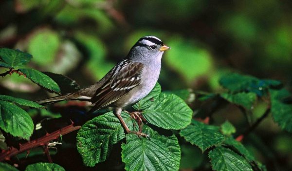 White-crowned sparrow