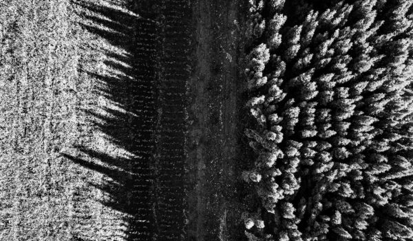 green forest, the reflection of the shadow from the trees on the field. The concept of conservation of the ecological environment. Photo from the drone