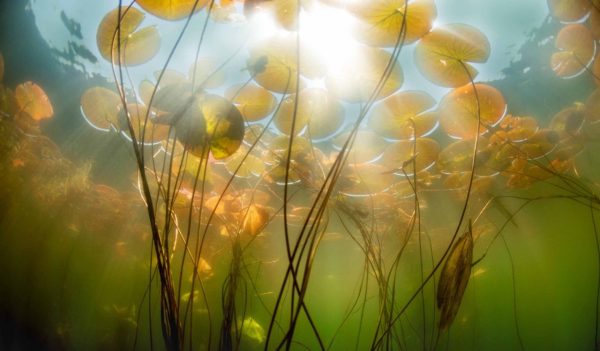 View of lily pads underwater looking up