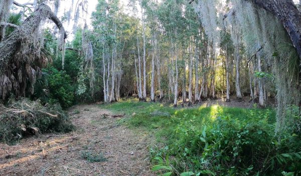 Natural area with trees.