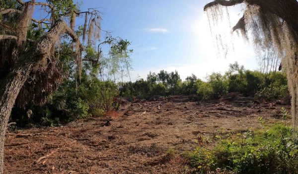 Open field area after invasive plant species have been removed.