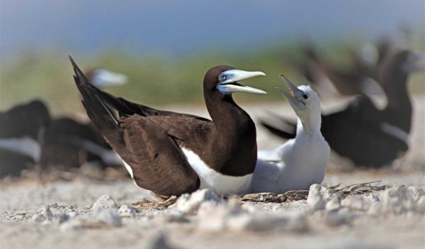 Close-up of birds nesting with a young hatchling.