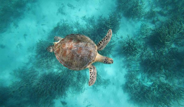 Sea turtle in the ocean taken from above.