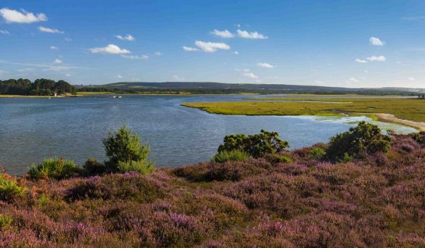 Panorama of Islands in Poole Harbour with Heather foreground