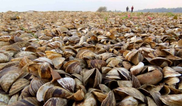                                Zebra mussel, a small freshwater mussel, very invasive and fast spreading freshwater shell with strong byssal fibers covering vast amount of lake bottom, Dreissenidae, 