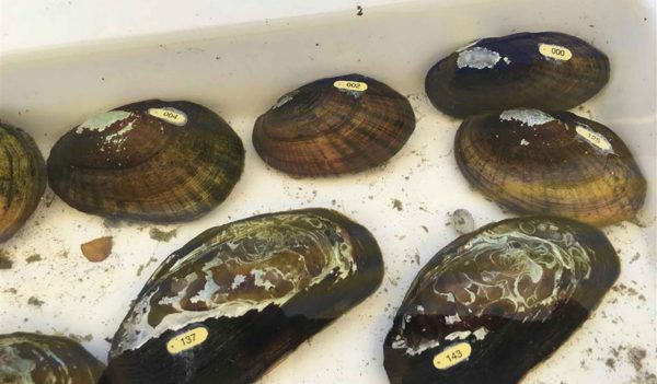 Mussels collected in a tray as testing samples.