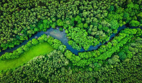 River and green forest in Tuchola natural park, aerial view