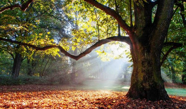 Mighty oak tree wrapped in sunshine