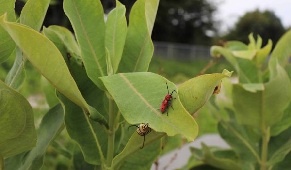 Close-up of plant with beetles on it.