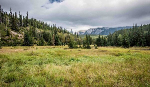 Lovely meadow and trail in the Bankhead ghost town near Banff Canada, in Banff National Park on an overcast summer day