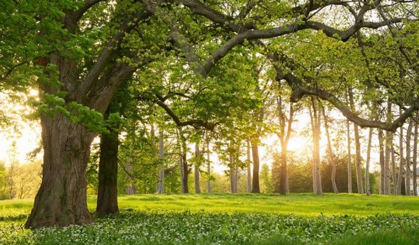 Sunlight in the green forest springtime