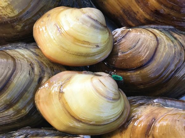 Close-up of Sheepnose Mussels