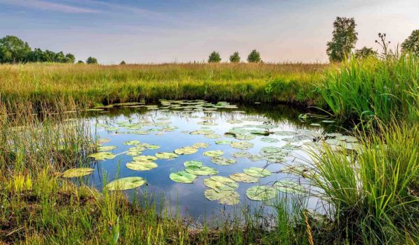 Natural pond in nature reserve near Bodegraven in the Netherlands.