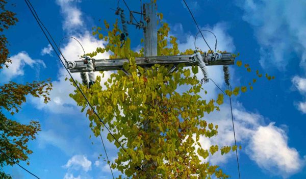 Utility lines are overgrown with vines in the small Upstate NY town of Windsor in Broome County in Upstate NY.