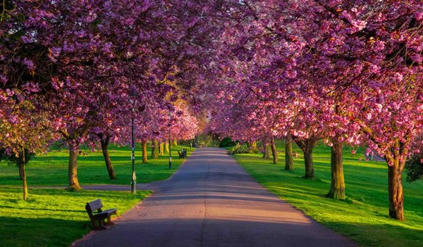 cherry blossom in spring, pittencrieff park, Dunfermline, fife, Scotland, uk.