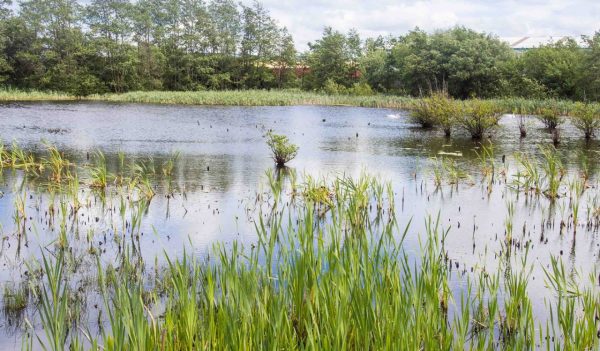 Falkirk wetlands, Falkirk, Scotland, UK