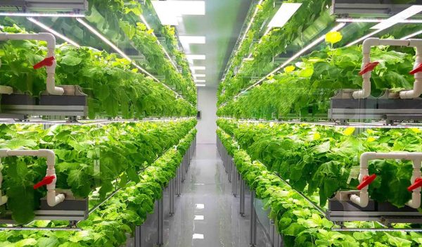 Fresh Vegetables are growing in indoor farm/vertical farm.