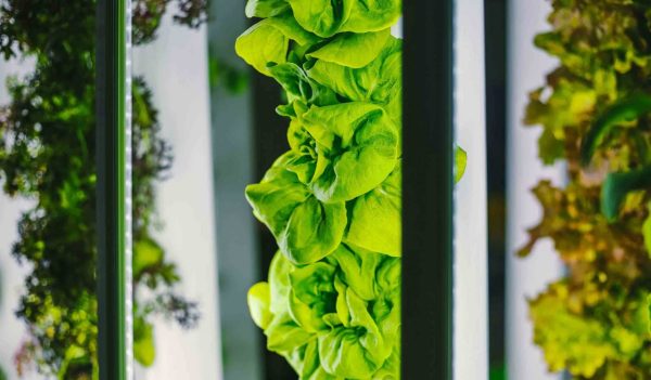 Vertical farm close-up